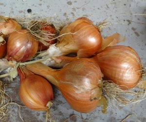 French shallots braided for use during winter
