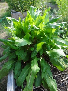 French Sorrel is has a light and citrusy flavor that is great on fish and in salads