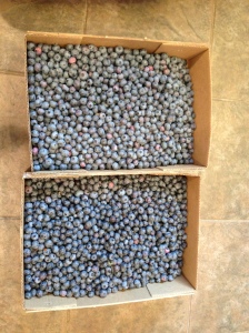 25 pounds of blueberries