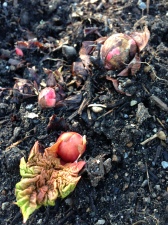 Rhubarb buds peeking up out of the ground