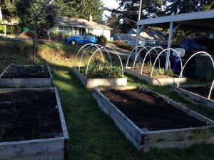Raised beds in January